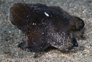 Hey guys, help for the name of this fish. I found on one ... by Sven Tramaux 